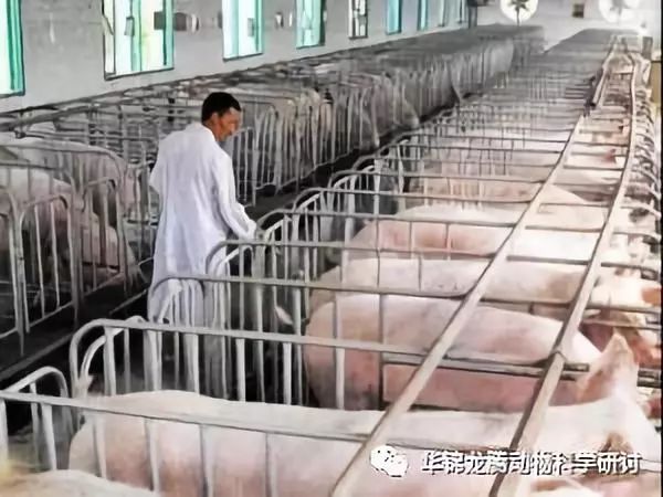 最新猪瘟疫情，背景、事件、影响与时代地位分析