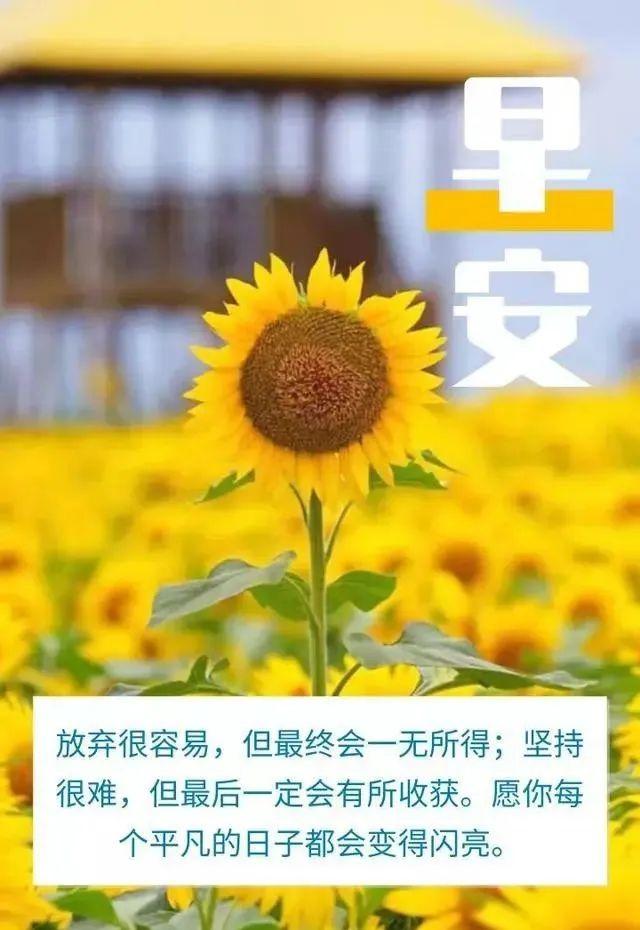 励志之光，最新美片照亮前行之路
