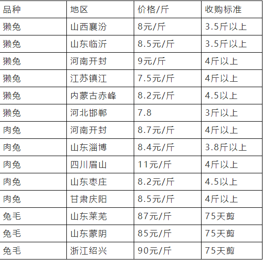 河北尚村獭兔最新价格揭秘，小巷中的意外发现